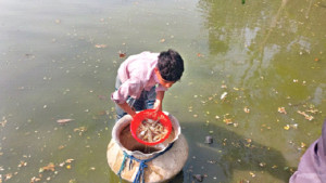 স্বাদু পানির পুকুরে গলদা চাষ