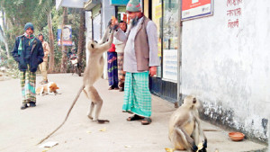 কলা-রুটি দিলেই ছুটে আসছে হনুমান