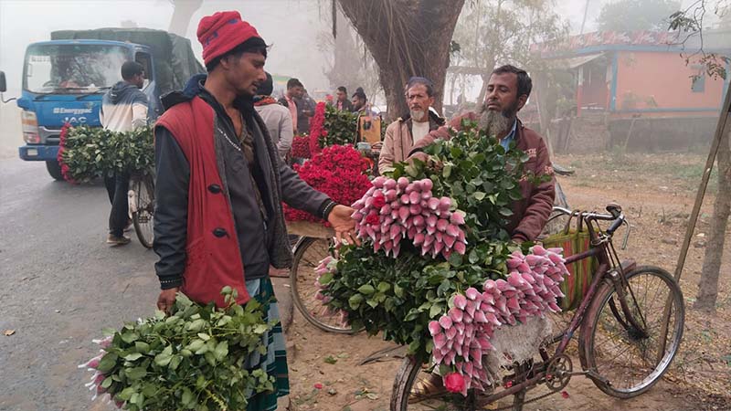 শেষ মুহূর্তেও গদখালীতে বাড়ল না ফুলের দাম শেষ মুহূর্তেও গদখালীতে বাড়ল না ফুলের দাম