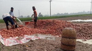 কেজিপ্রতি আলু সংরক্ষণ ভাড়া ৮ টাকাই যৌক্তিক