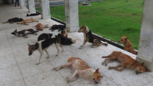 পাগলা কুকুরের কামড়ে নারী-শিশুসহ আহত ৪০