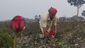চাহিদার চেয়ে ফুল বেশি  দাম নিয়ে অখুশি কৃষক