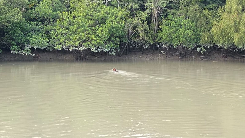 সুন্দরবনে আবারও বাঘের দেখা পেলেন দর্শনার্থীরা সুন্দরবনে আবারও বাঘের দেখা পেলেন দর্শনার্থীরা