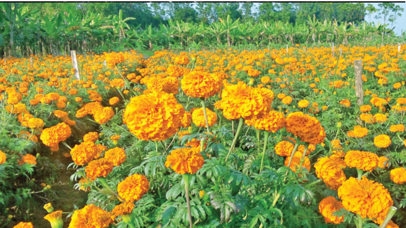 তিন দিবসেই ৬ কোটি টাকার ব্যবসা তিন দিবসেই ৬ কোটি টাকার ব্যবসা