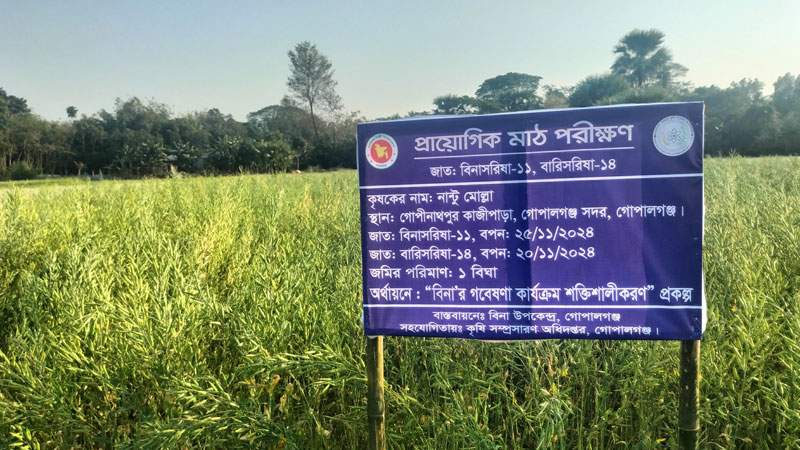 ভোজ্যতেলের আমদানি কমাতে আশার আলো ‘বিনা সরিষা-১১’ ভোজ্যতেলের আমদানি কমাতে আশার আলো ‘বিনা সরিষা-১১’