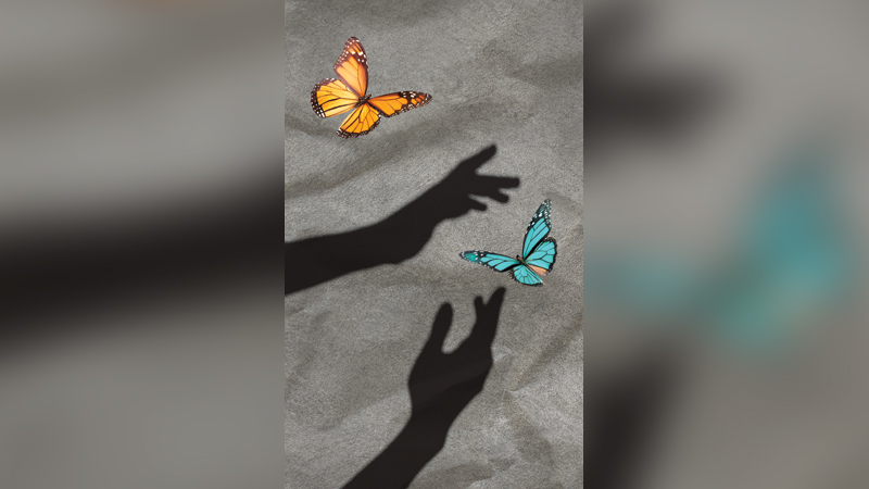 পালকের চিহ্নগুলো পালকের চিহ্নগুলো
