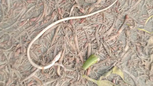 চাঁদপুরের মেঘনায় ভেসে উঠছে মরা মাছ