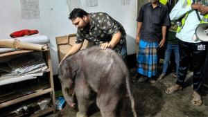 টেকনাফের পাহাড়ে বাচ্চা প্রসবের পর মা হাতির মৃত্যু