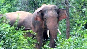চকরিয়ায় বন্যহাতির পায়ে পিষ্ট হয়ে যুবকের মৃত্যু