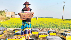 চলনবিলে ‘তরল মুক্তা’ মধু
