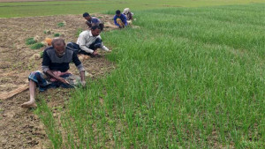 সার সিন্ডিকেটে পেঁয়াজ চাষিদের কপালে চিন্তার ভাঁজ