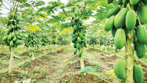 পেঁপে চাষে লাভবান কৃষক