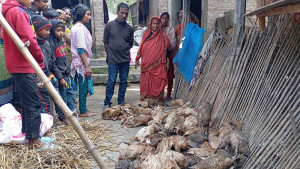 ভুয়া পশু চিকিৎসকের ইনজেকশনে ৪ শতাধিক হাঁসের মৃত্যু, সর্বস্বান্ত খামারি