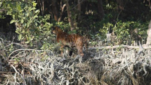 একসঙ্গে ৩ বাঘের দেখা সুন্দরবনে 