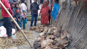 চিকিৎসকের ইনজেকশনে মরল ৪০০ হাঁস