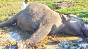 বৈদ্যুতিক ফাঁদে হাতির মৃত্যু সঙ্গী হাতিরও প্রতিশোধ