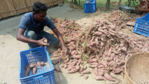 মিষ্টি আলু যাচ্ছে জাপানে