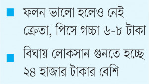 ঝিনাইদহে ফুলকপি আবাদে চাষির সর্বনাশ
