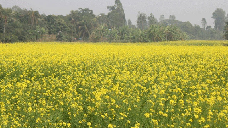 খরচ কম সরিষায়, লাভ বেশি খরচ কম সরিষায়, লাভ বেশি