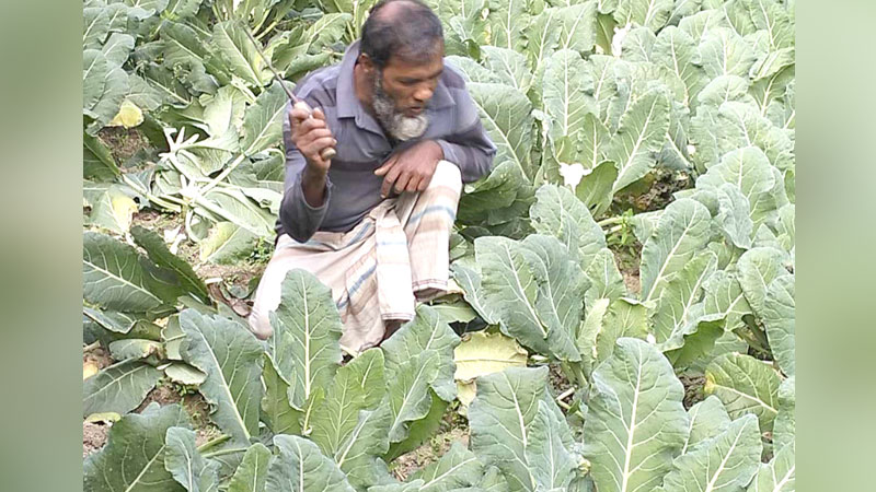 ক্ষেতের ফসল ক্ষেতেই নষ্ট ক্ষেতের ফসল ক্ষেতেই নষ্ট