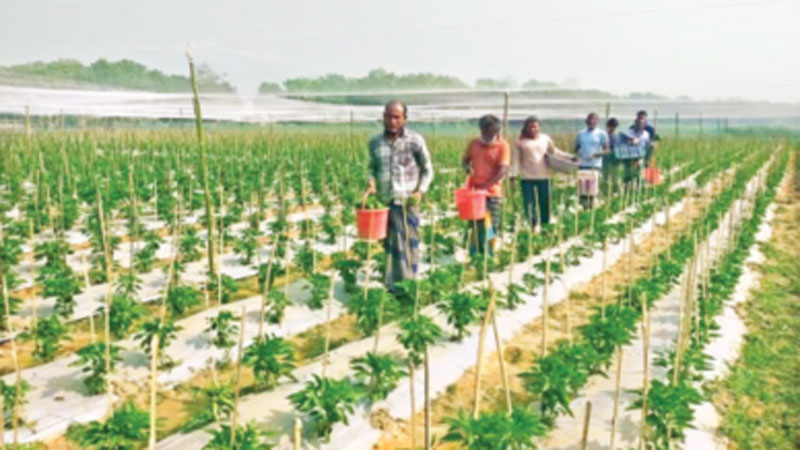 ক্যাপসিকামে ভাগ্য বদলের স্বপ্ন ক্যাপসিকামে ভাগ্য বদলের স্বপ্ন