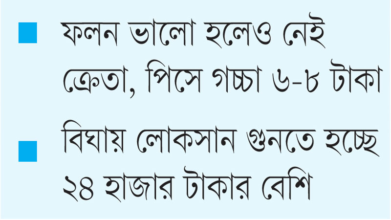ঝিনাইদহে ফুলকপি আবাদে চাষির সর্বনাশ ঝিনাইদহে ফুলকপি আবাদে চাষির সর্বনাশ