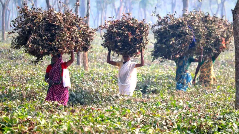 নারী চা শ্রমিকদের সংগ্রাম নারী চা শ্রমিকদের সংগ্রাম