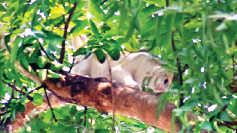 এক দিন পর গাছ থেকে নামানো গেল বিড়ালটি এক দিন পর গাছ থেকে নামানো গেল বিড়ালটি