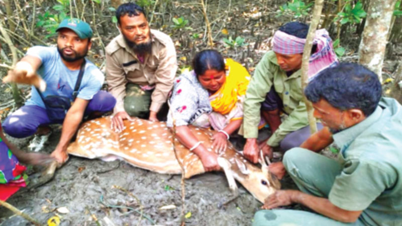 দুই হরিণ উদ্ধার, বনরক্ষীদের ওপর হামলার চেষ্টা দুই হরিণ উদ্ধার, বনরক্ষীদের ওপর হামলার চেষ্টা
