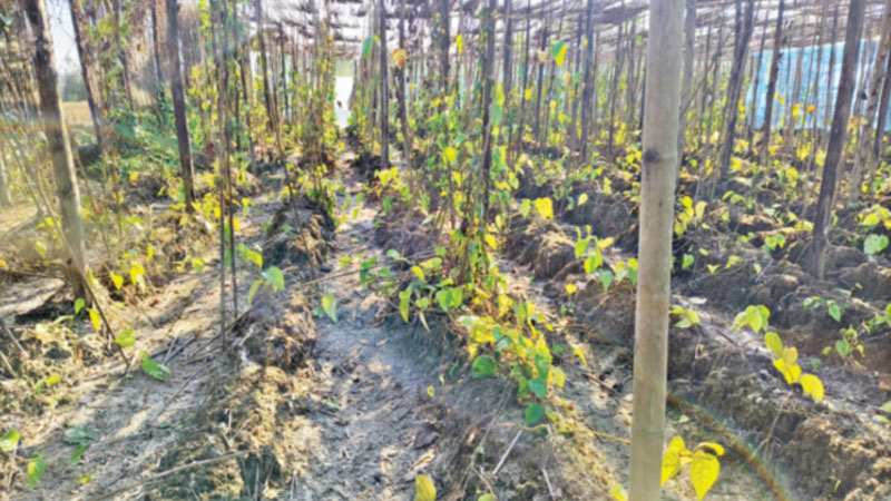 পানের বরজে শীতের মড়ক পানের বরজে শীতের মড়ক