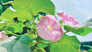 নতুন গাছ আনকারিনা