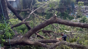 যে জমিতে ঠাঁই মিলেছে সেখানেই লুটপাট