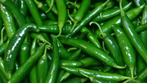 ঘোড়াশালে কাঁচামরিচের দাম কেজিতে ৬০০ টাকা