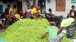 এক সপ্তাহে কাঁচা মরিচের দাম ৬ গুণ, ক্রেতাদের নাভিশ্বাস