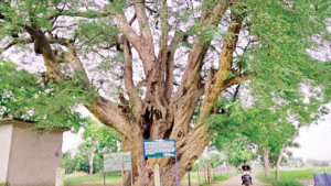 ৫০০ বছরের তেঁতুল গাছ