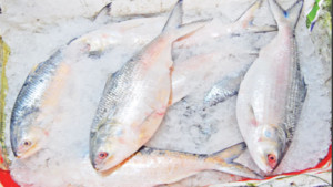 ভরা মৌসুমেও ইলিশ সরবরাহ কম, দাম লাগামহীন
