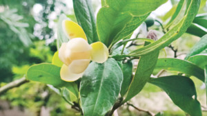 বলধায় ফোটা জহুরিচাঁপা