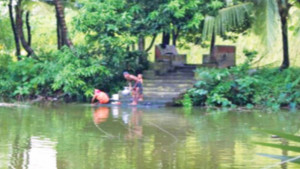 গ্রামের বাড়ির  পুকুর জলে!