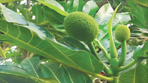 যে ফল থেকে রুটি হয়