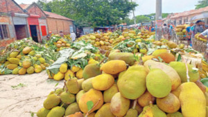মন্দা কেটে বাড়ল কাঁঠালের দাম