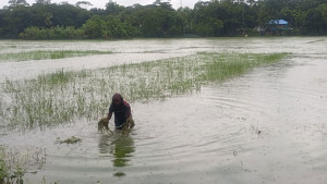 এখনও পানির নিচে সবজি ক্ষেত, আমনের বীজতলা