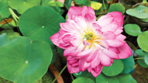 শোভাময়ী সংকর পদ্ম