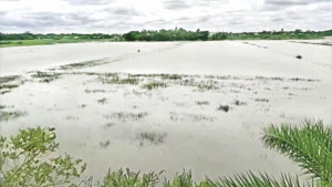 মাছ ধরতে বাঁধ কাটায় ডুবছে আমন বীজতলা