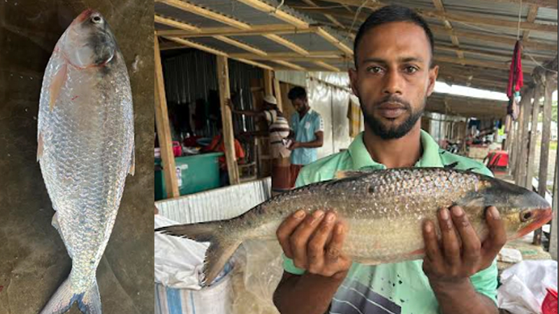 ২ কেজির ইলিশ বিক্রি হলো ৭ হাজার ৭০০ টাকায় ২ কেজির ইলিশ বিক্রি হলো ৭ হাজার ৭০০ টাকায়