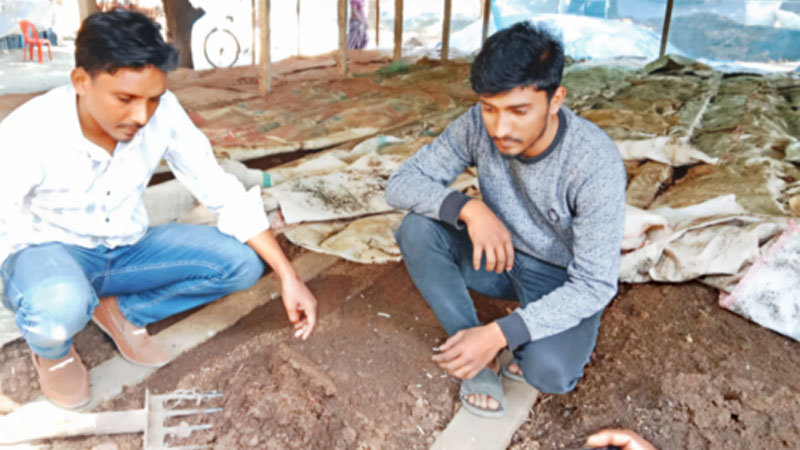 জৈব সারে মাসে লাখ টাকা আয় জৈব সারে মাসে লাখ টাকা আয়
