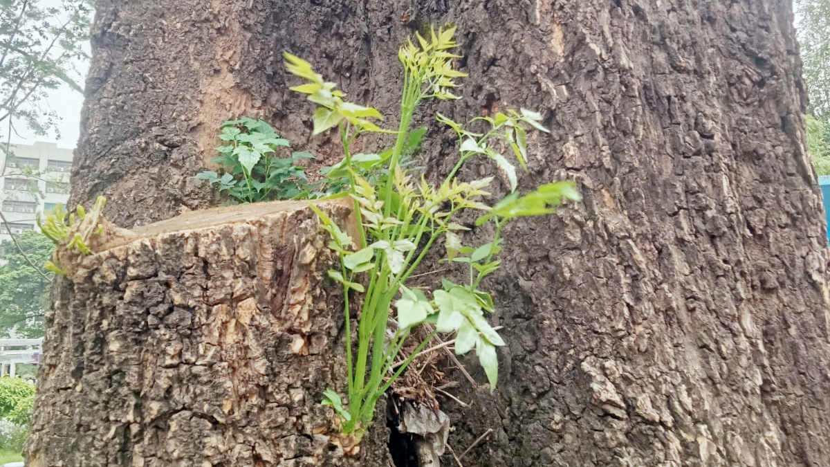 ঢাকা বিশ্ববিদ্যালয়ের দুর্লভ আকাশ নিম বৃক্ষটি হুমকির মুখে ঢাকা বিশ্ববিদ্যালয়ের দুর্লভ আকাশ নিম বৃক্ষটি হুমকির মুখে