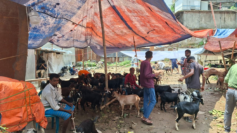 রাজধানীর অলিগলিতে ছাগলের হাট রাজধানীর অলিগলিতে ছাগলের হাট