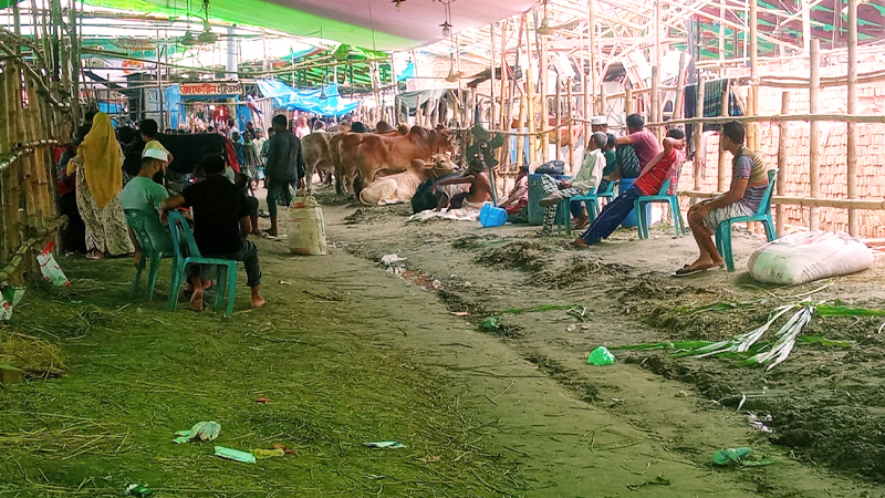গাবতলী হাটে মাঝারি–ছোট গরুর সংকট গাবতলী হাটে মাঝারি–ছোট গরুর সংকট