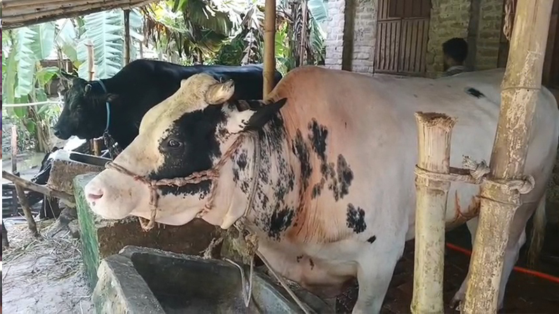 সেই হিরো-ভিলেন বিক্রি না হওয়ায় বিপদে খামারি সেই হিরো-ভিলেন বিক্রি না হওয়ায় বিপদে খামারি