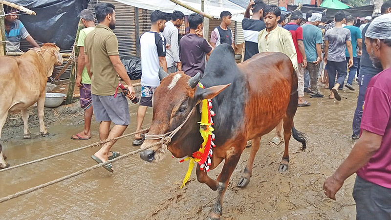 বড় গরু নিয়ে দুশ্চিন্তায় খামারিরা বড় গরু নিয়ে দুশ্চিন্তায় খামারিরা